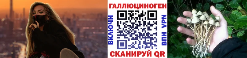 наркошоп  Новоржев  Псилоцибиновые грибы Psilocybine cubensis 